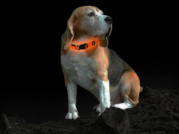 Obroża LED świecąca dla psa na baterie pomarańczowa