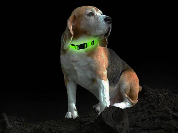 Obroża LED świecąca dla psa na baterie zielona